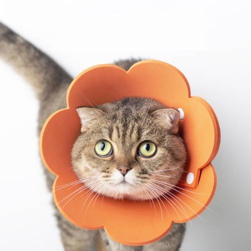 Pet EVA Sponge Lick-proof Sterilization Collar