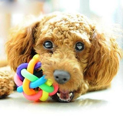 Pet toy bell ball