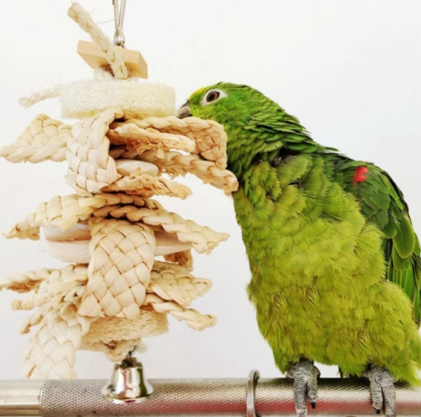 Parrot Cuttlefish Loofah Nachos Chew Toy